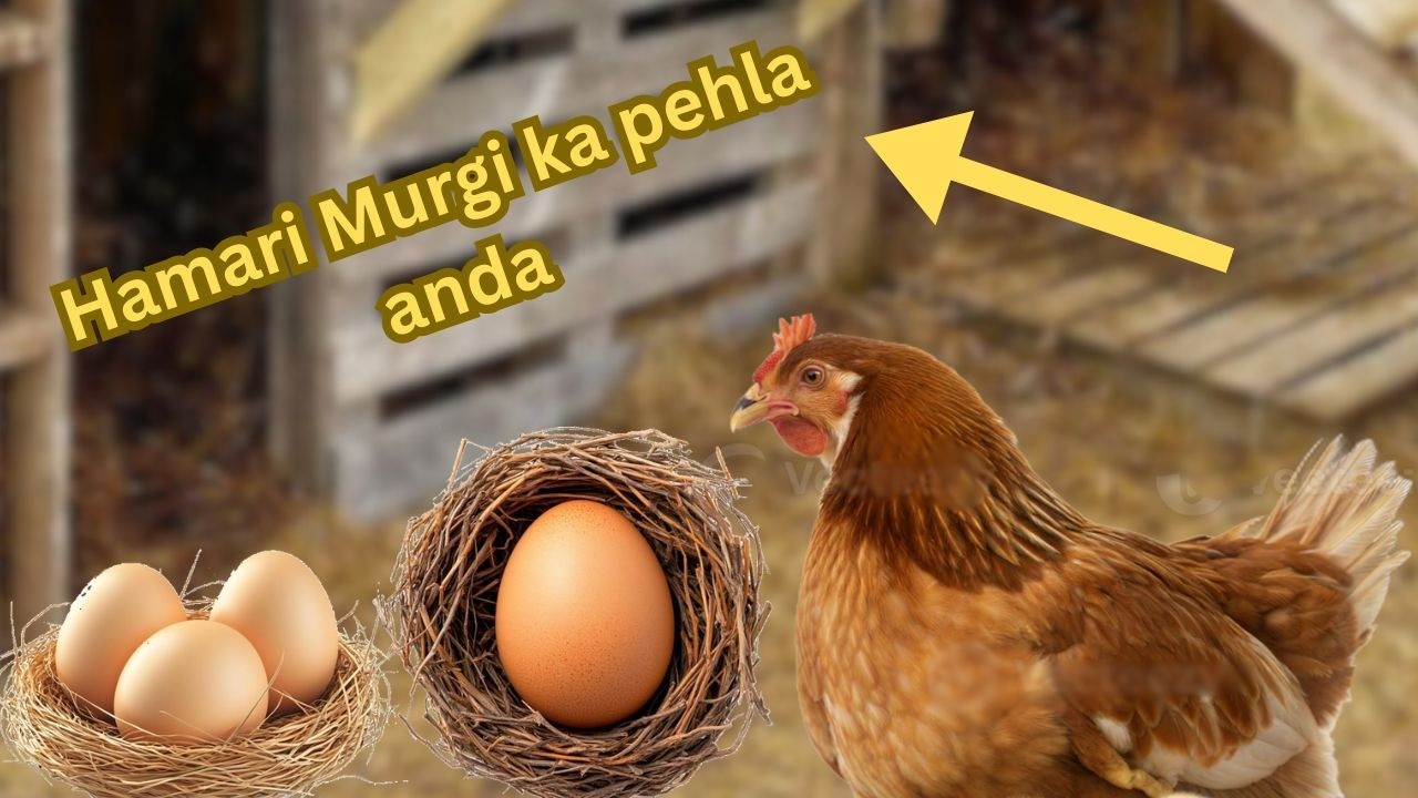 Hamari murgi ny pehla anda day diya 🥚😍