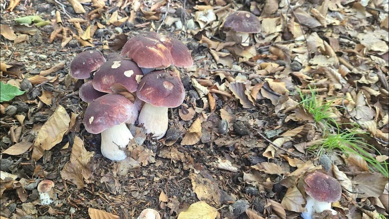 FUNGHI PORCINI | La foresta dei sogni!