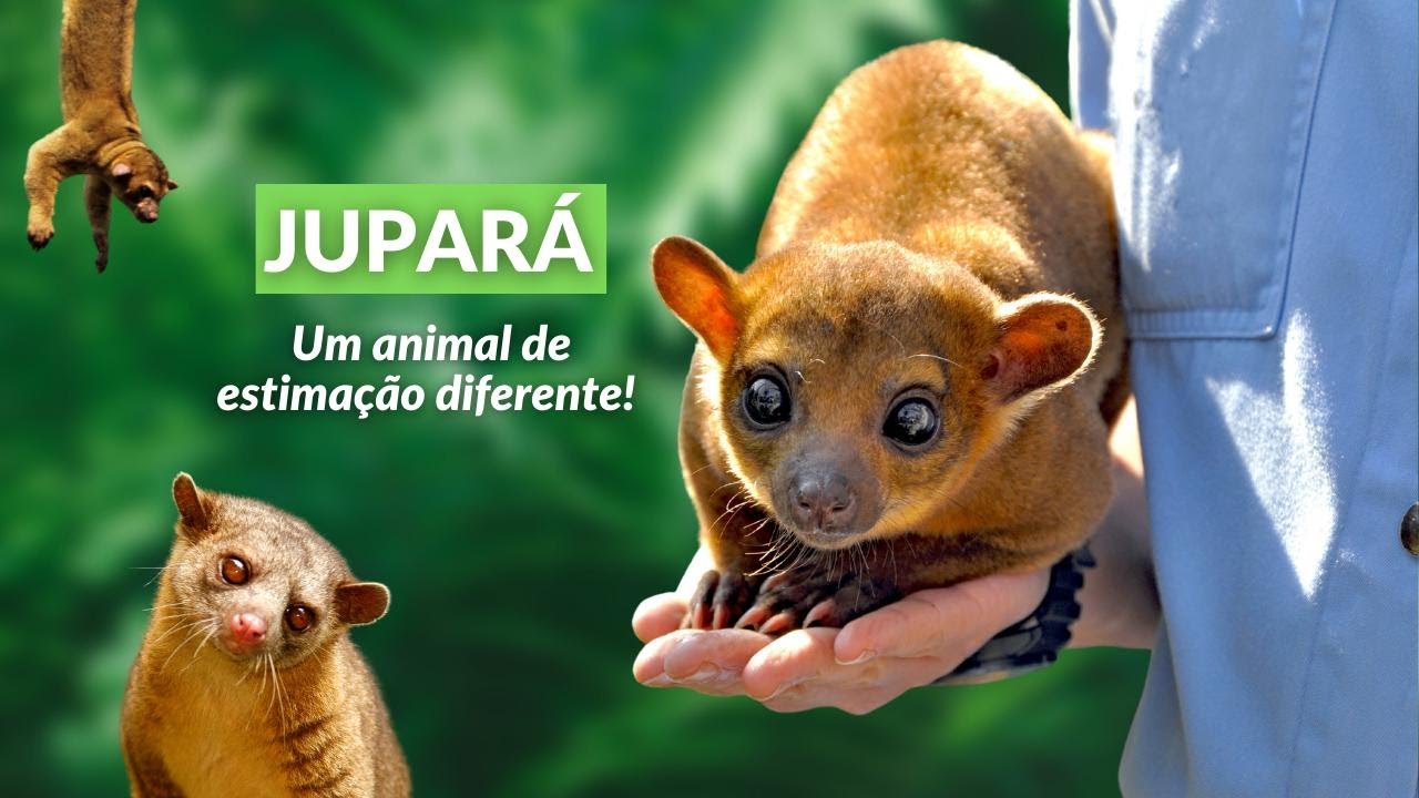 JUPARÁ! ESSE ANIMAL POUCO CONHECIDO VIVE NAS FLORESTAS DO BRASIL! É TAMBÉM CHAMADO DE KINKAJOU