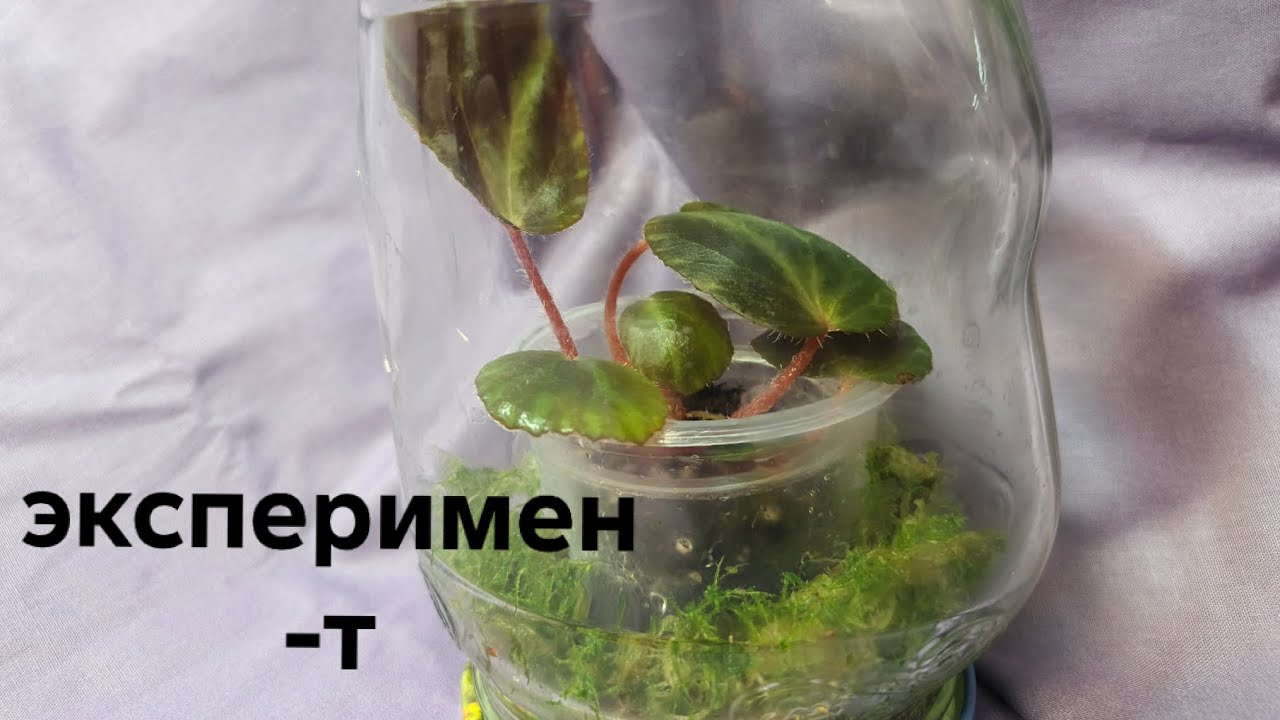 Бегония в банке:)