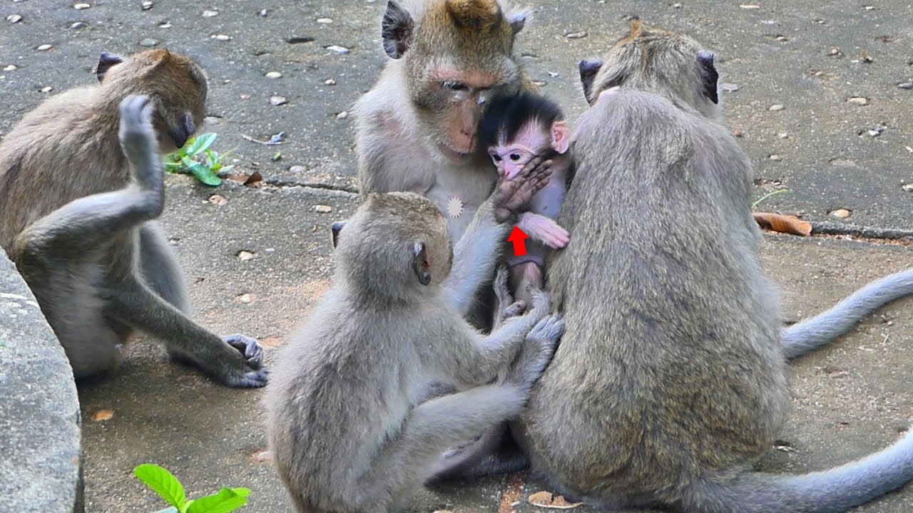 Baby monkey Malisa is lucky that has a sister monkey Mo Mo follows and cares everywhere after Malika