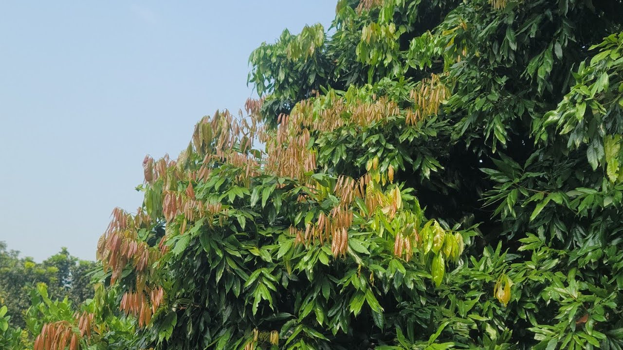 লিচুর নতুন পাতা পোকায় খেয়ে নিছে ও মরে যাচ্ছে। রোধে যা করা উচিত।। ১৪.১১.২০২৫।। 