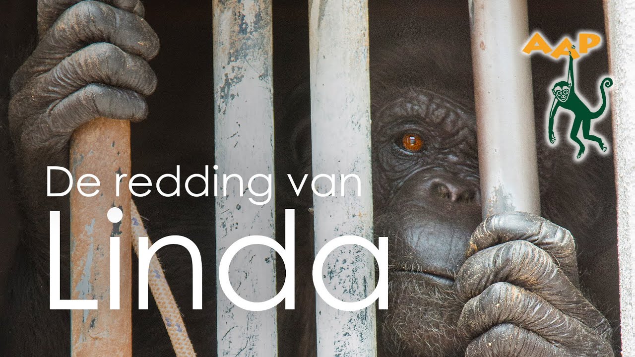 Chimpansee Linda gered van 30 jaar eenzaamheid - Stichting AAP (lang)