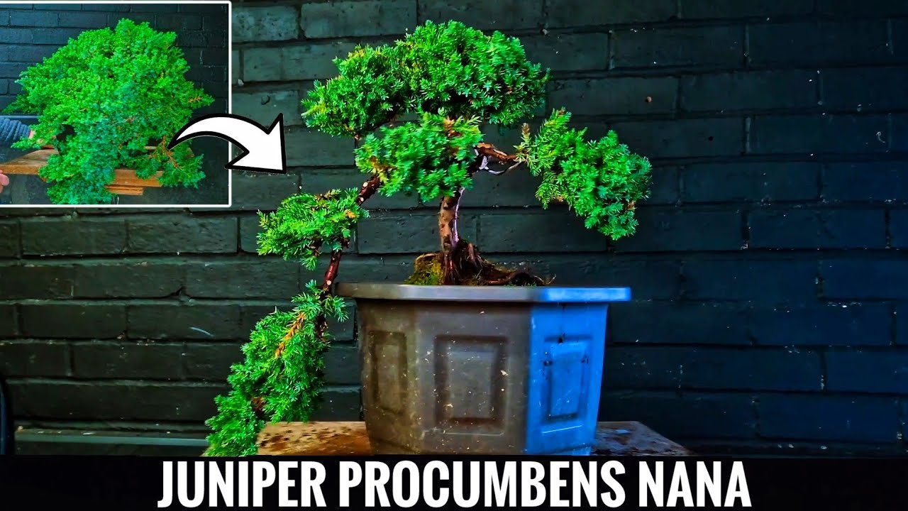 Можжевельник для бонсай — Juniperus Procumbens Nana