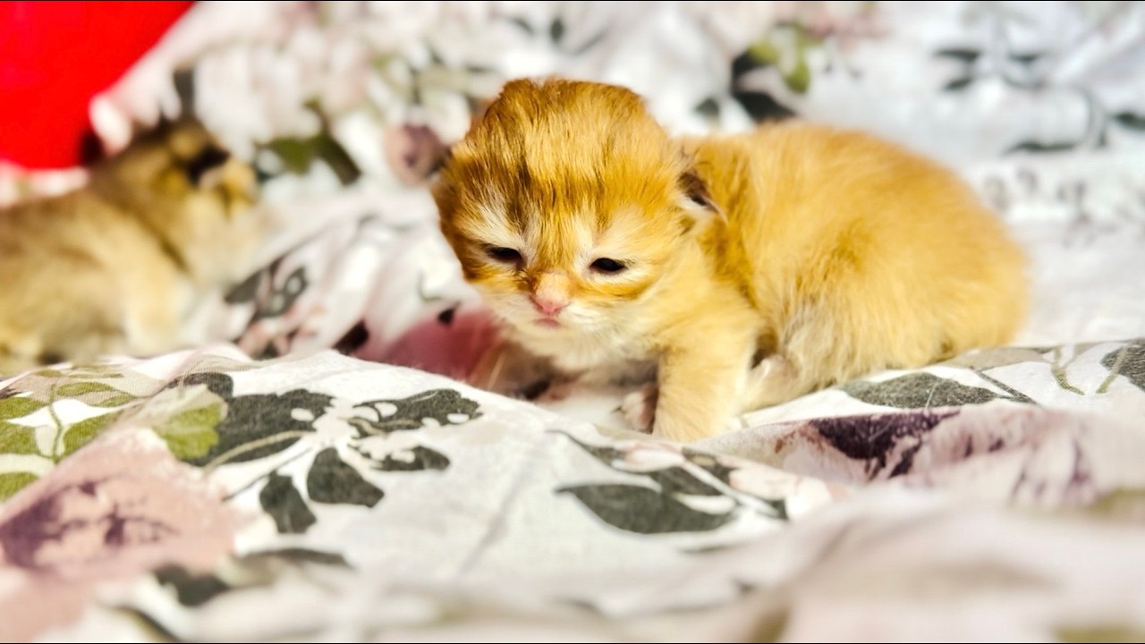 The kittens have opened their eyes! 😍 8th day of life ✅