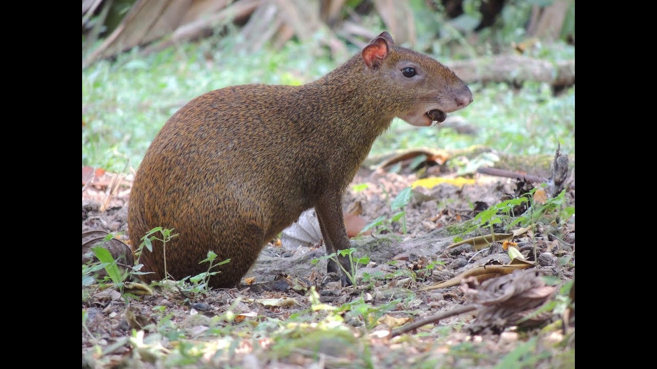 A pair of foraging agoutis