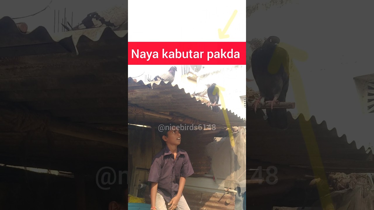 kis tarah kabutar pakda 😳😎👌❤️ how to catch a pigeon #pigeon #youtube #highflyer #kabutar