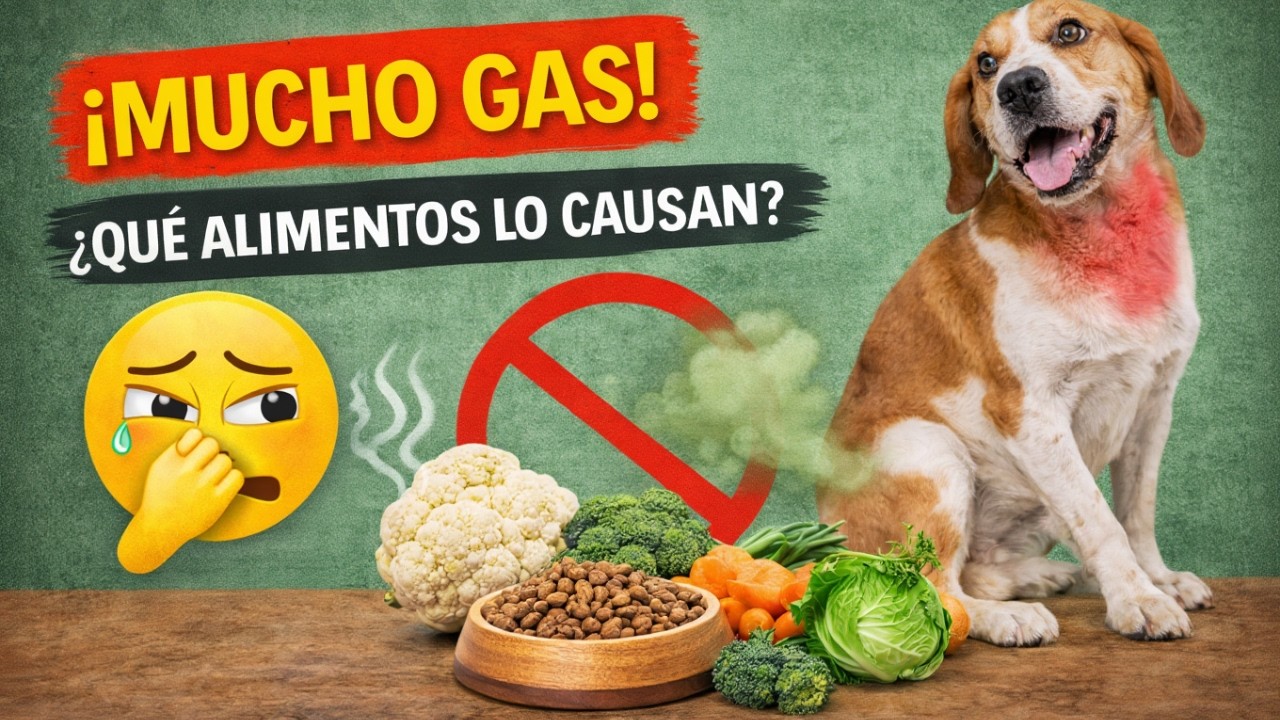 Flatulencias en perros: alimentos que las provocan