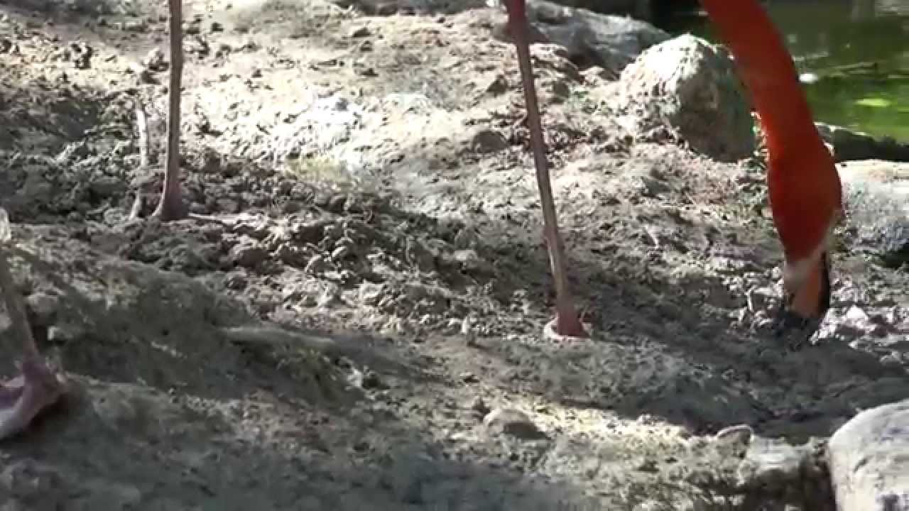Flamingos Building Nest Out Of Mud | Sony FDR AX100