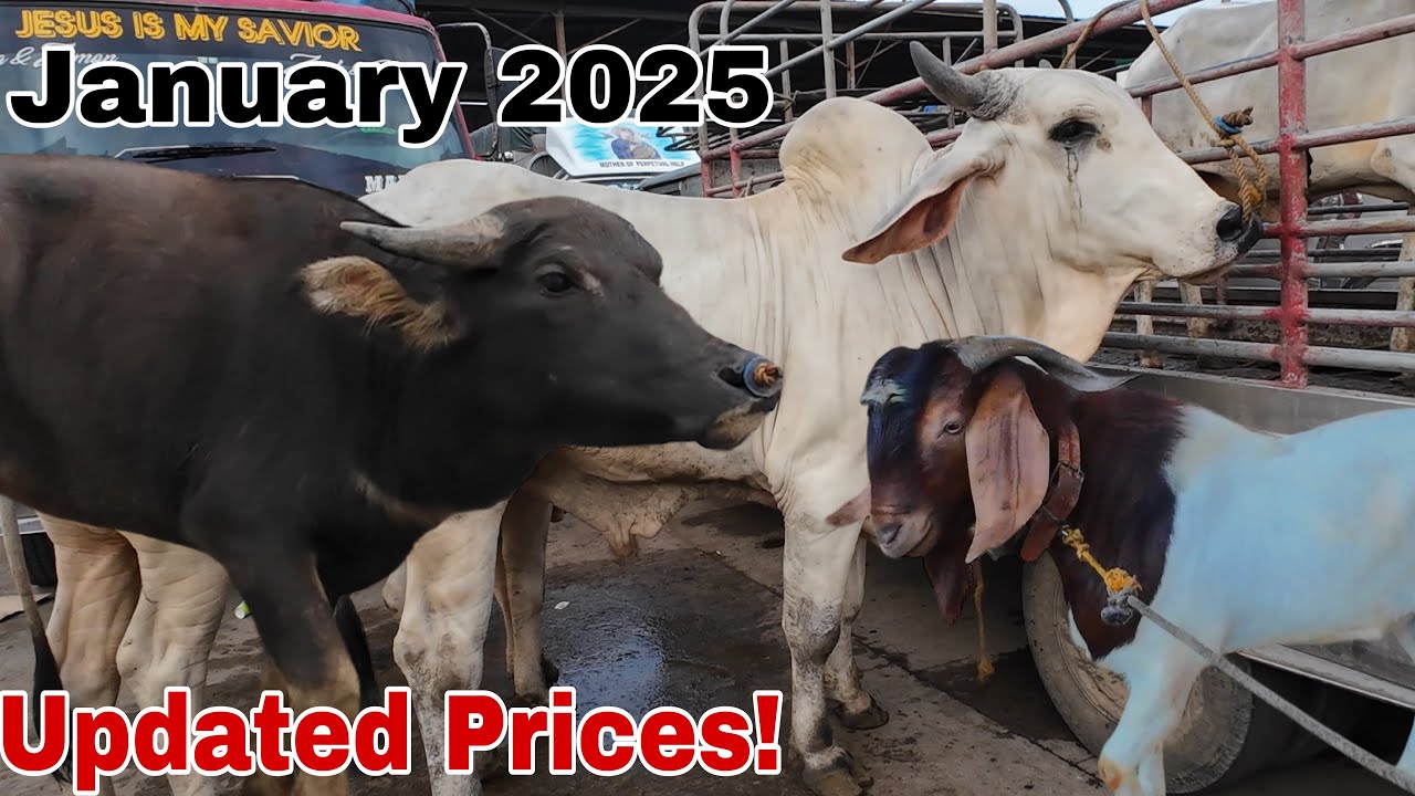 January 10, 2025 Presyo ng Baka, Kambing at Kalabaw ngayong taong 2025