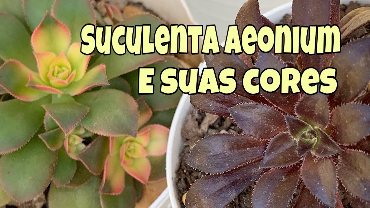 Suculenta Aeonium e suas cores