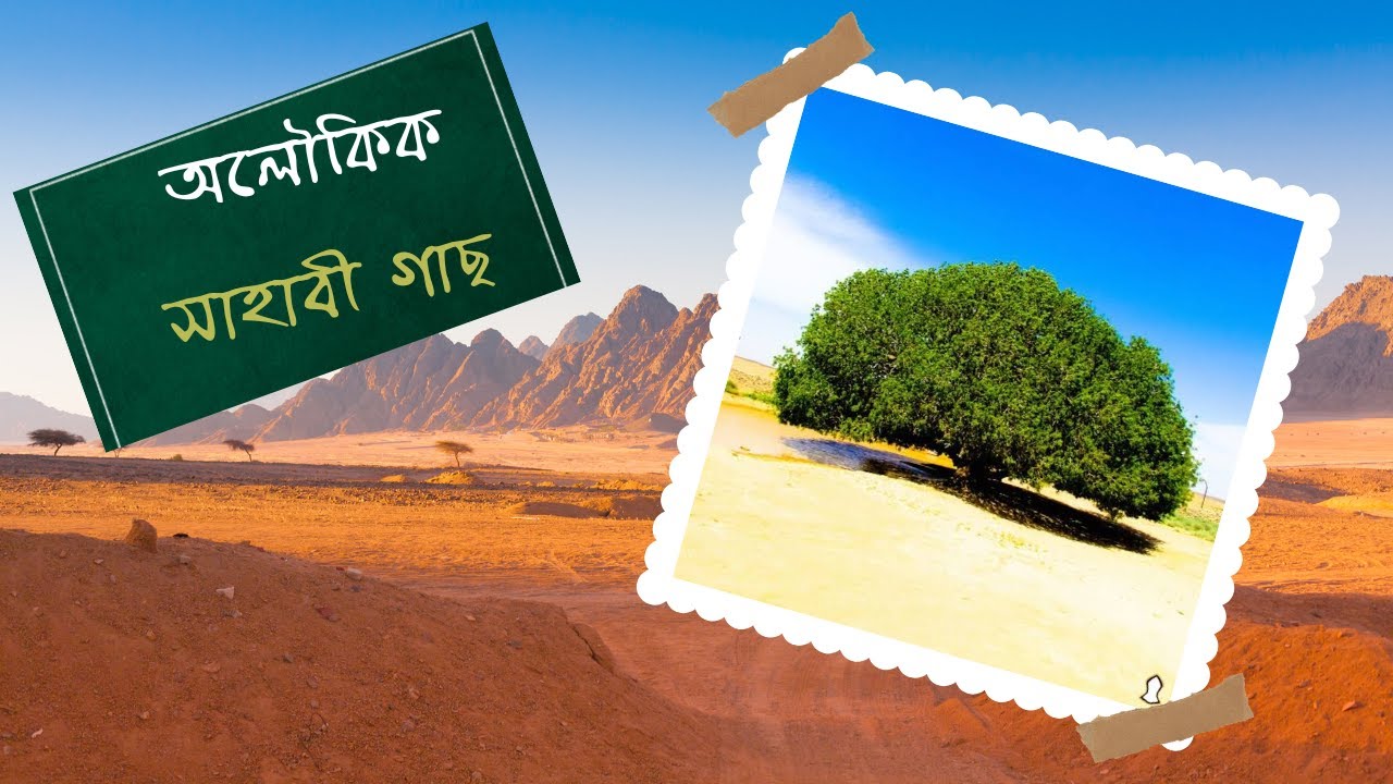 নবীজির মোজেজা আজো বেঁচে আছে ১৫০০ বছর আগের সাহাবী গাছ | The Blessed Tree