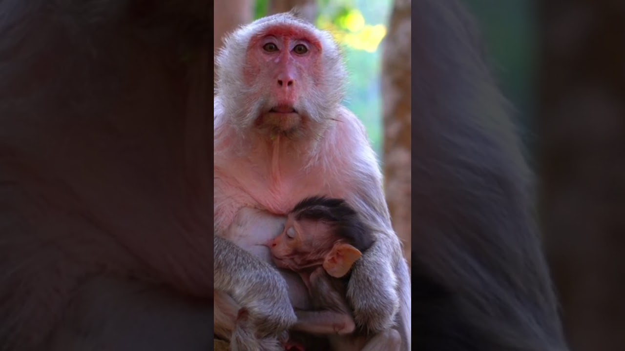 monkey with his baby #classical #shorts