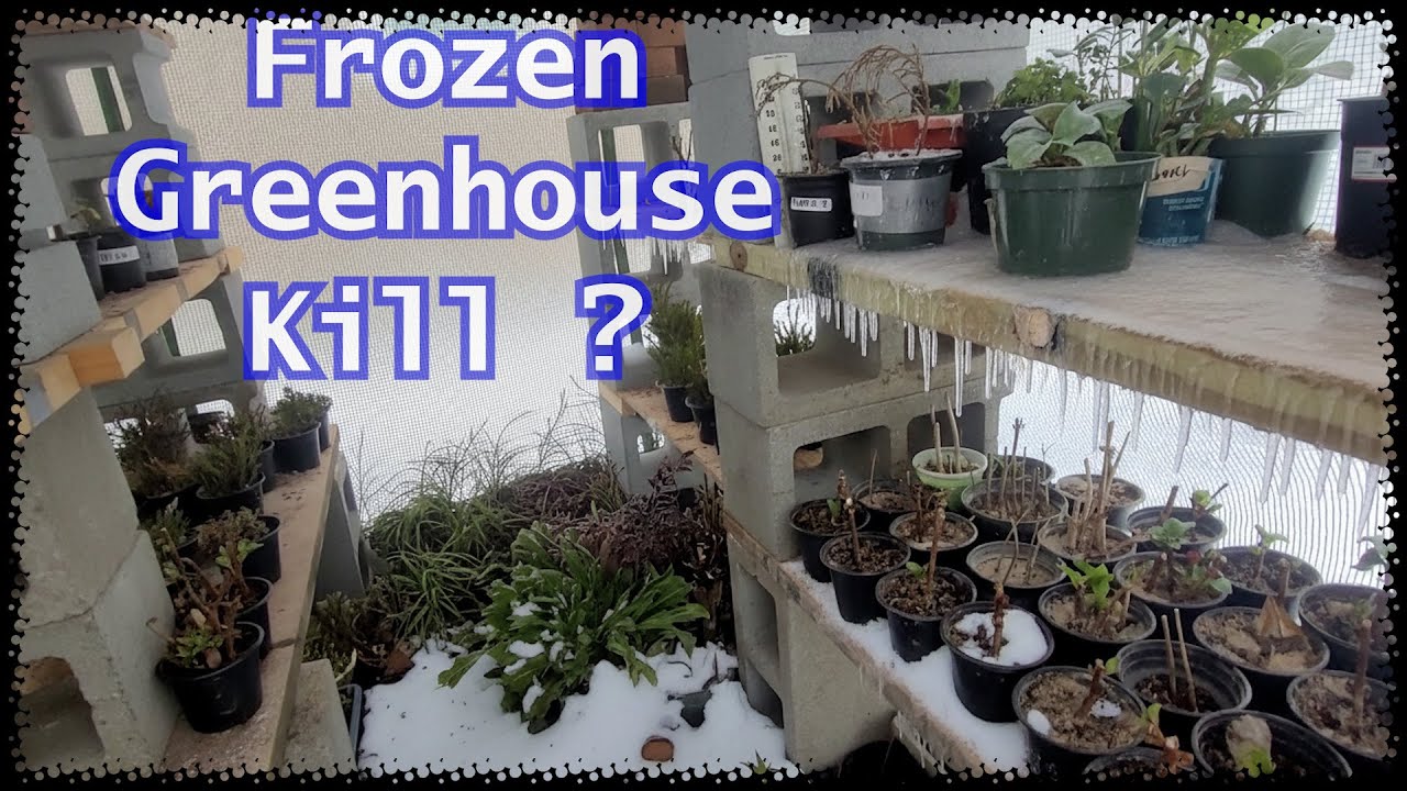 Frozen Plants? Greenhouse Winter Storm Update?