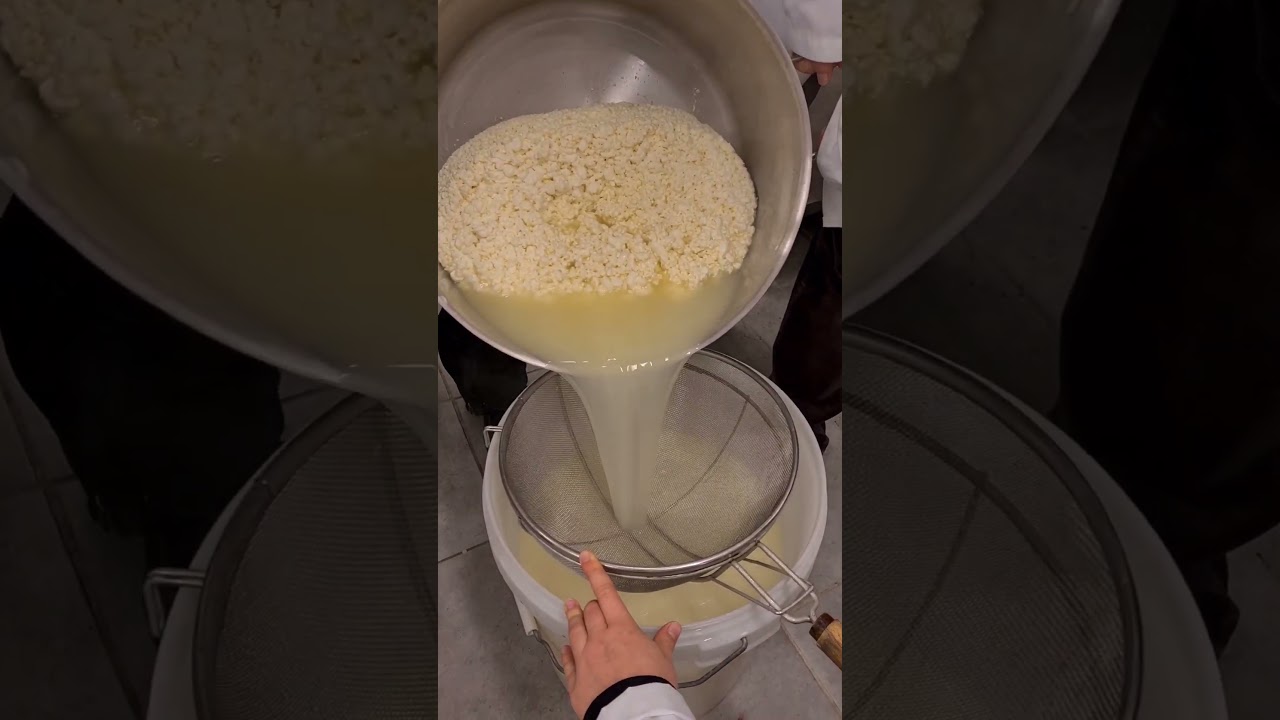 Making gouda cheese with the organic farming class. #ysting