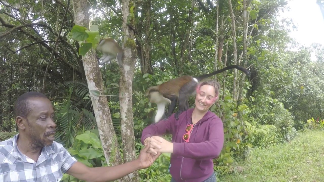 Monkeying around with the Mona Monkeys of the Grand etang National Park in Grenada.