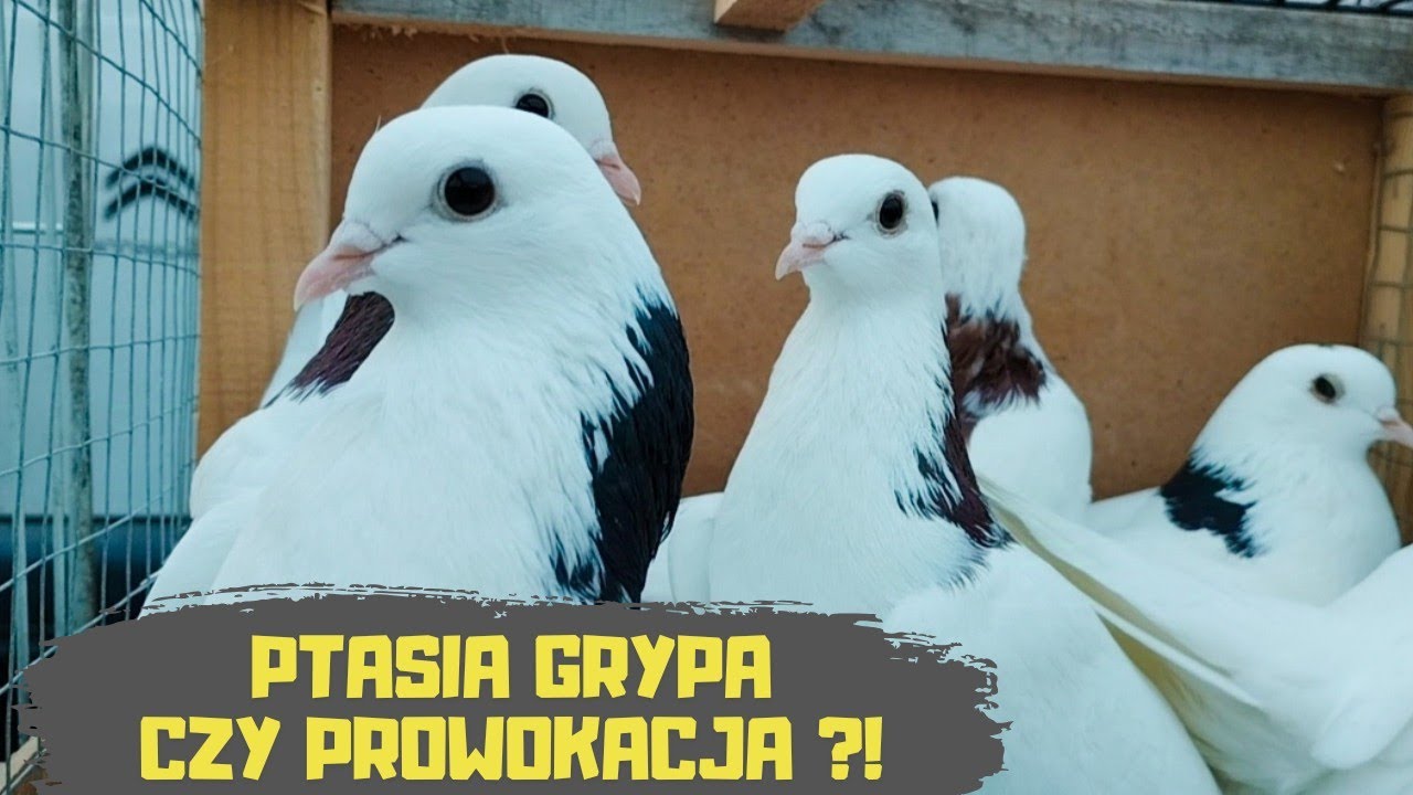Giełda Zwierząt Lublin 07.12.2024 Gołębie Króliki Kury Kaczki Indyki Papugi Kanarki Rybki Akwariowe