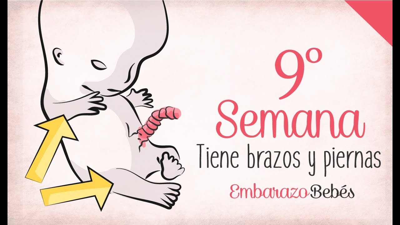 SEMANA 9 de #Embarazo | 3&ordm; Mes | Semana a semana
