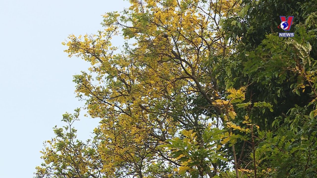 Copperpod flowers blooming on Son Tra Peninsula