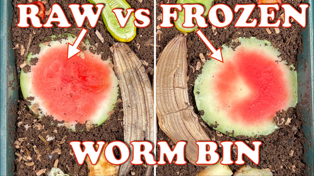 Worm Bin Experiment: Raw vs Frozen Food Scraps | Vermicompost Worm Farm