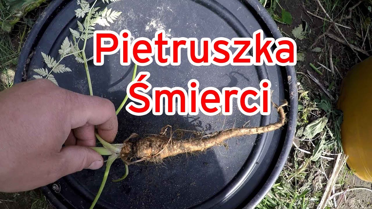 UWAGA DZIAŁKOWICZE, pietruszka śmierci, szczw&oacute;ł plamisty, szalej jadowity, blekot pospolity