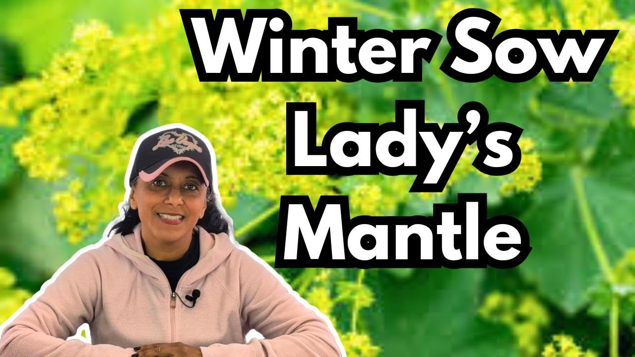 How To Winter Sow Lady's Mantle Alchemilla Seeds