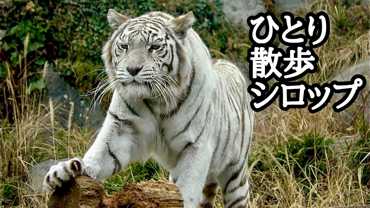ホワイトタイガー　シロップママのひとり散歩です【伊豆アニマルキングダム】White tiger Syrup Izu Animal Kingdom 