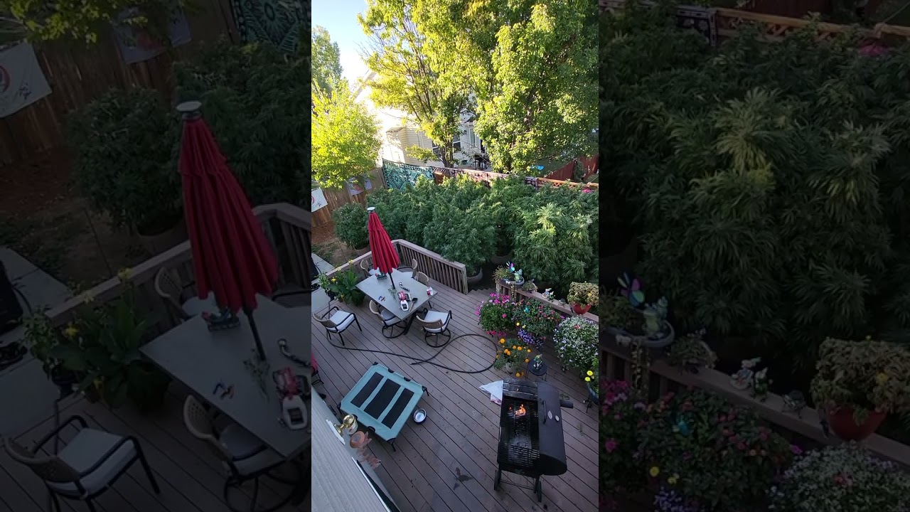 Sun grown cannabis 🔥🌄 Only the best thank you .. Soil king  Redwoods with pineapples