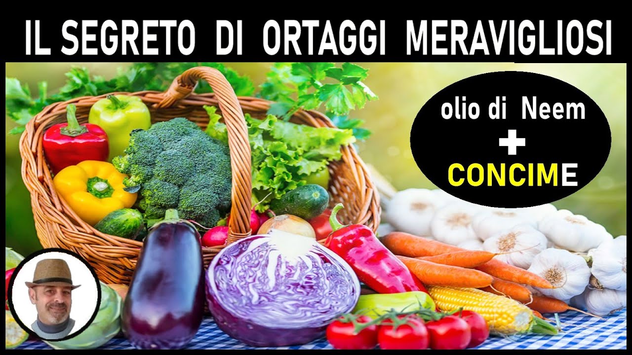 Olio di NEEM NUTRIZIONE, biologico