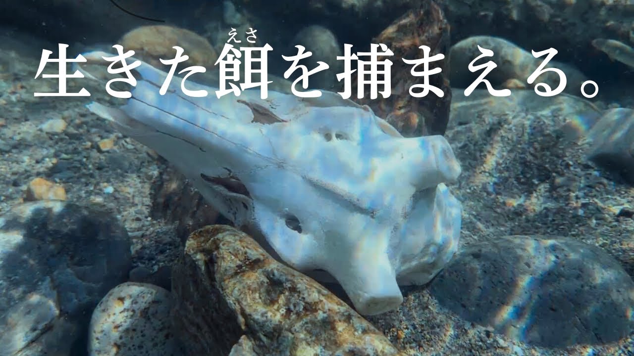 エサとなる魚を捕まえに行く。