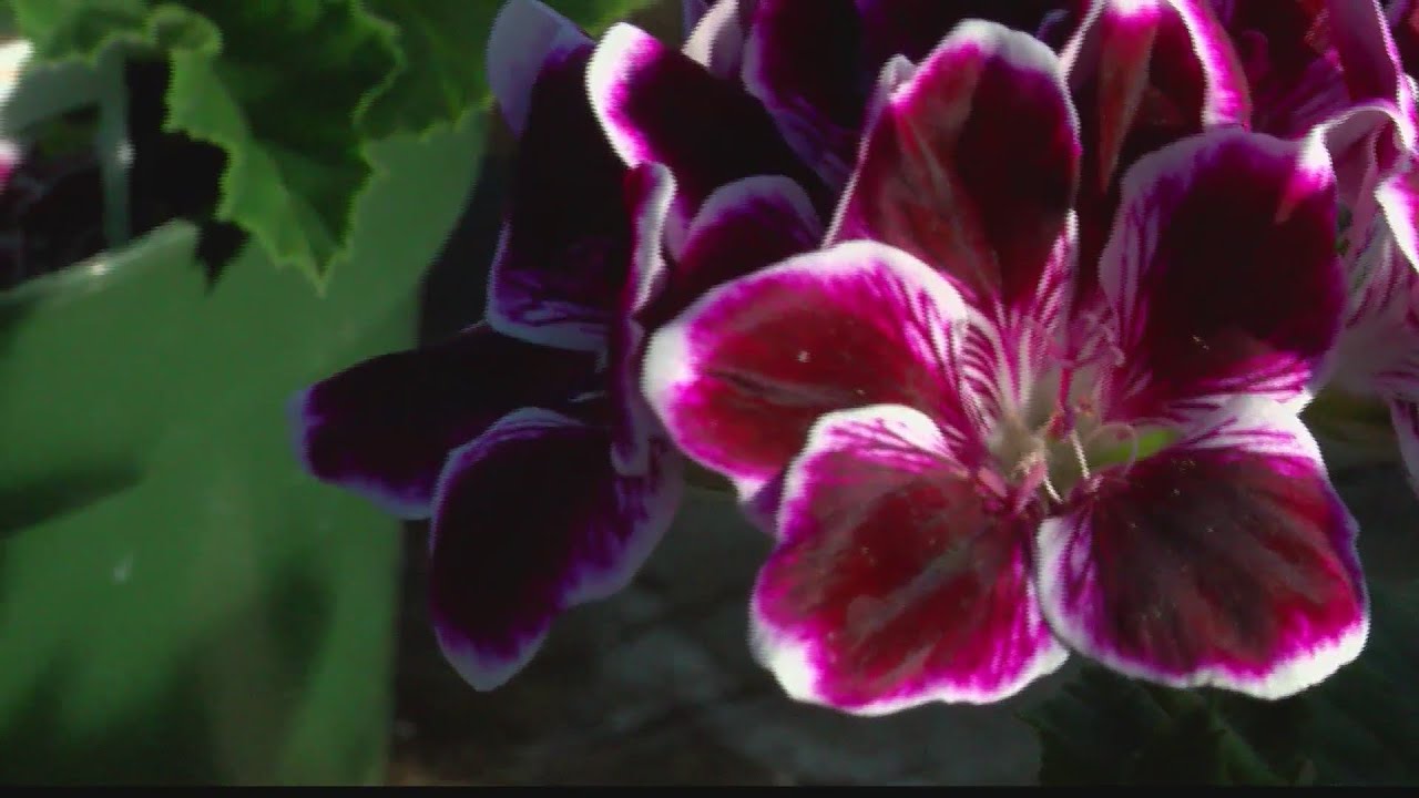 National plant a flower day