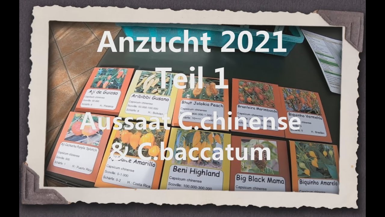 Anzucht 2021 Teil 1 - C.chinense & C.baccatum Chilis