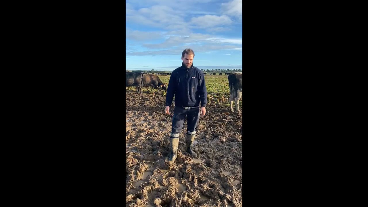 Experiencia de trabajo en tambos de Nueva Zelanda