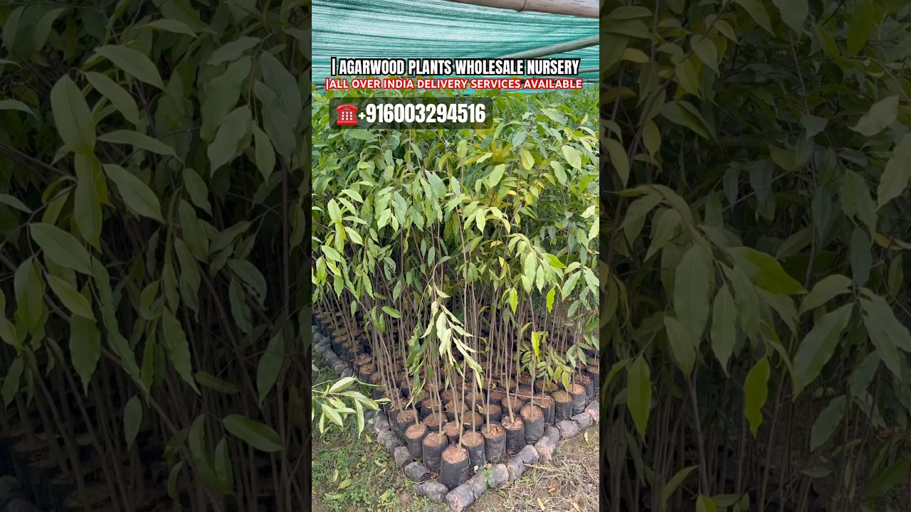 AGARWOOD PLANTS FARMING IN INDIA | AGARWOOD PLANTS NURSERY |AGARWOOD PLANTS READY FOR SALE