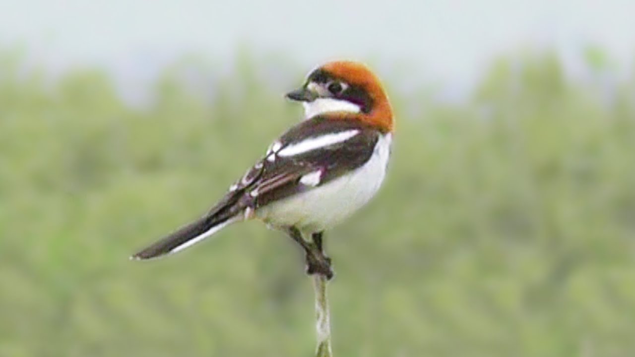 Woodchat Shrike at Marazion Marsh - Rare Bird in Cornwall