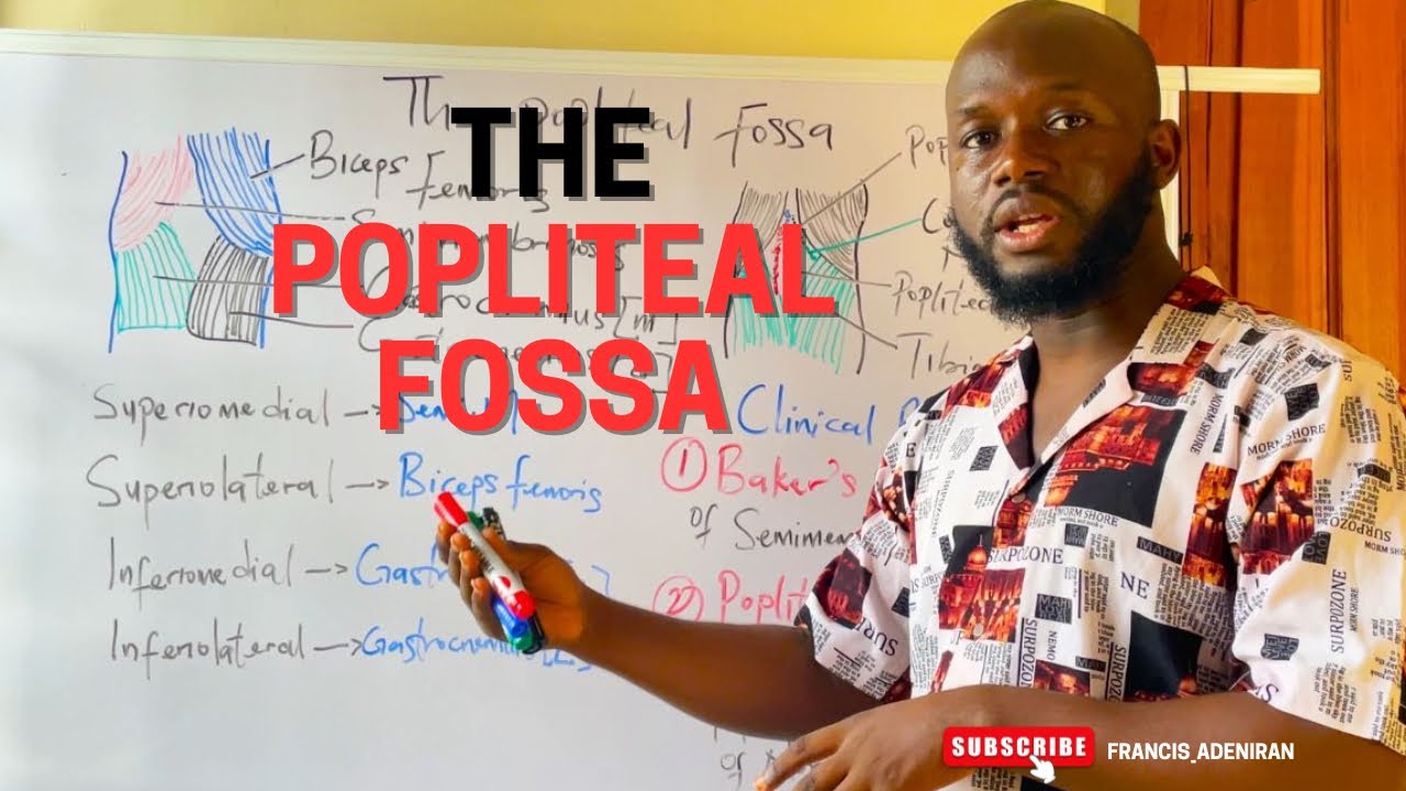 Popliteal Fossa Explained | Anatomy, Contents & Clinical Importance