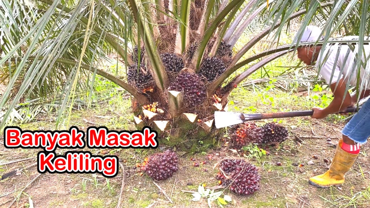 KELEBIHAN PANEN SAWIT SIMALUNGUN TERNYATA BANYAK MASAK KELILING