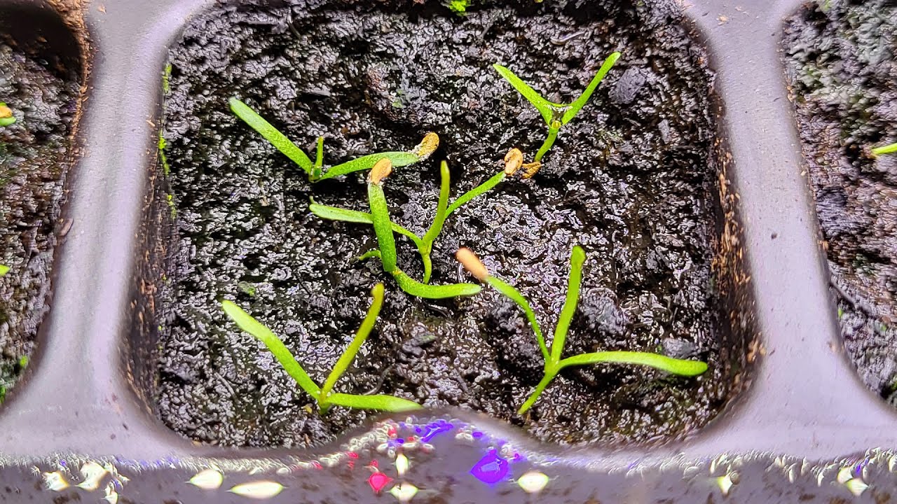 Growing Sarracenia from seeds - 1 year-old seeds versus fresh seeds