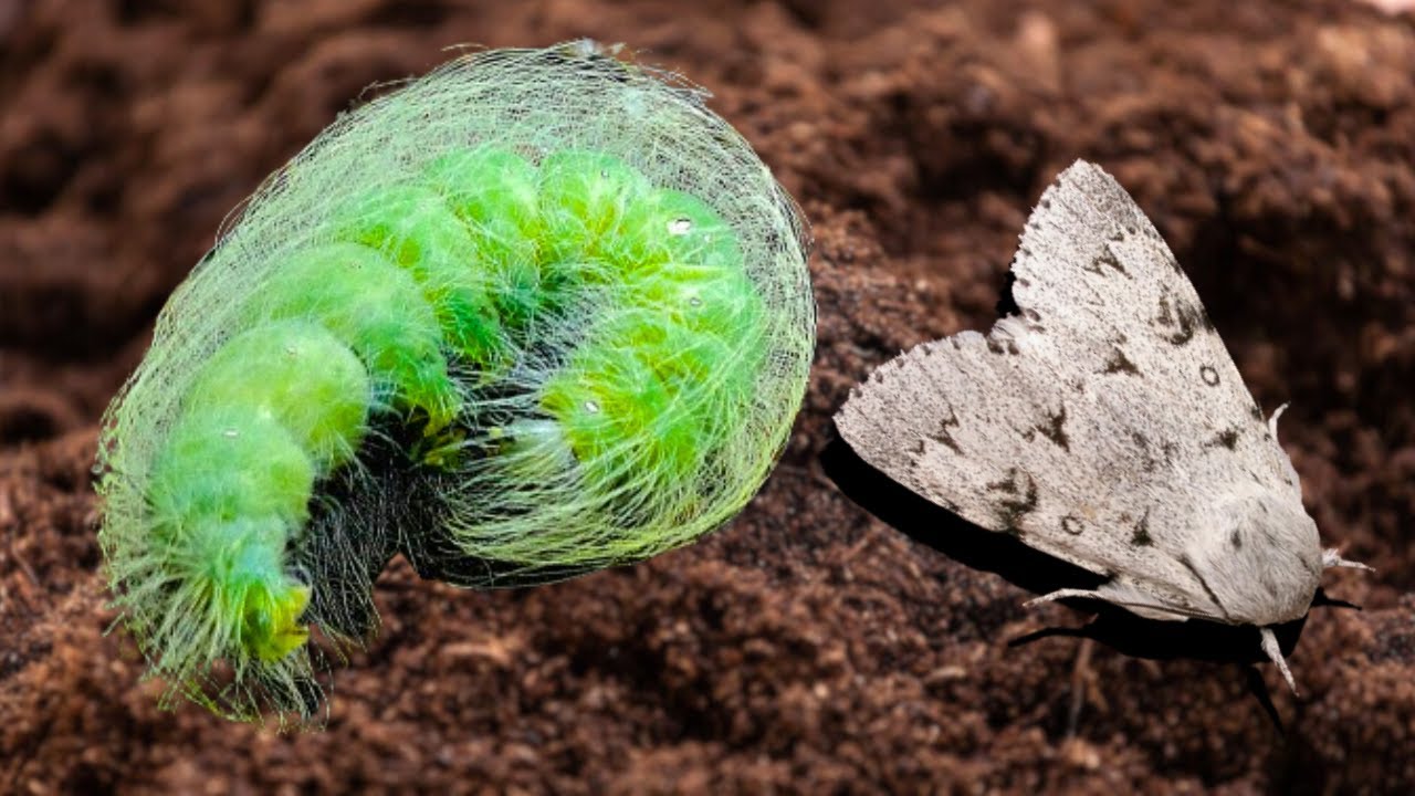 Unusually hairy caterpillars TRANSFORM into moths! Acronicta leporina / Miller Moth (in MothCycles)