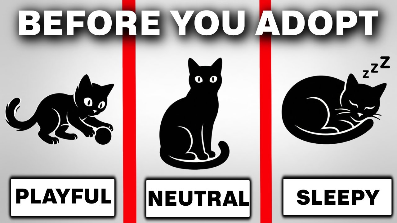 KITTEN vs ADULT vs SENIOR CAT: Which One is Actually Right for You?