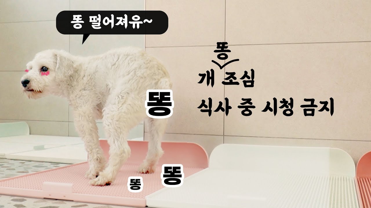 진짜 강아지가 시원하게 똥싸는 영상입니다.[DOGTOC]