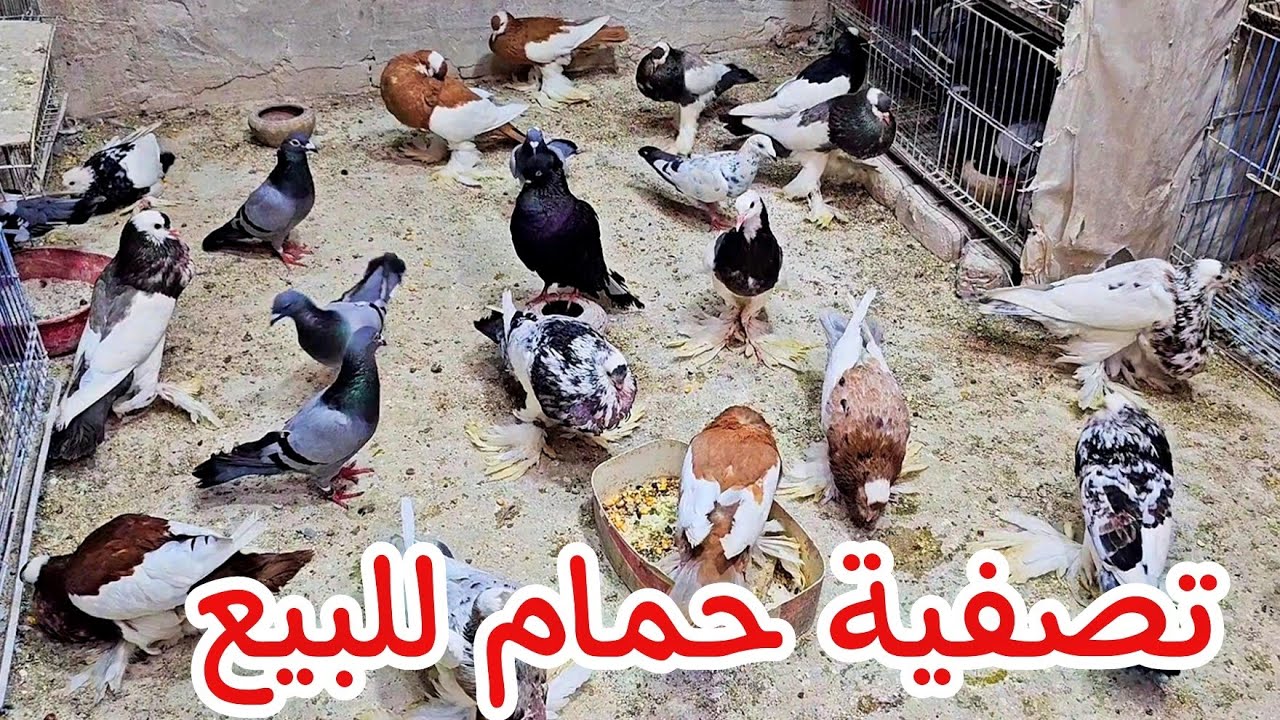 للبيع مجموعة حمام للتصفيه 👌الحمام بنص السعر 😯