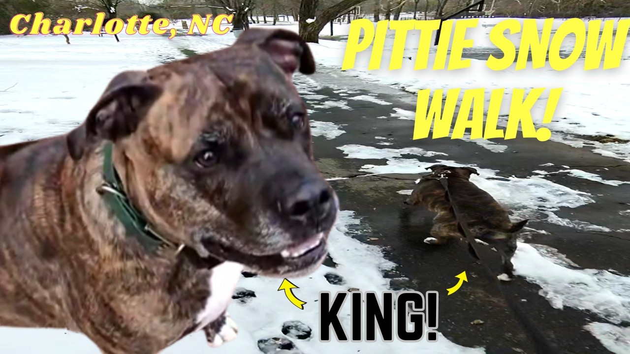 Quick Winter Fitness Dog Walk | King in the Snow