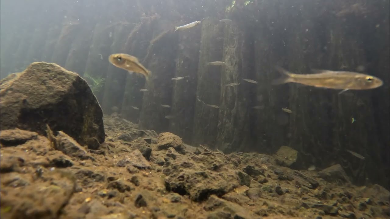 ホソにはこんなに魚が…
