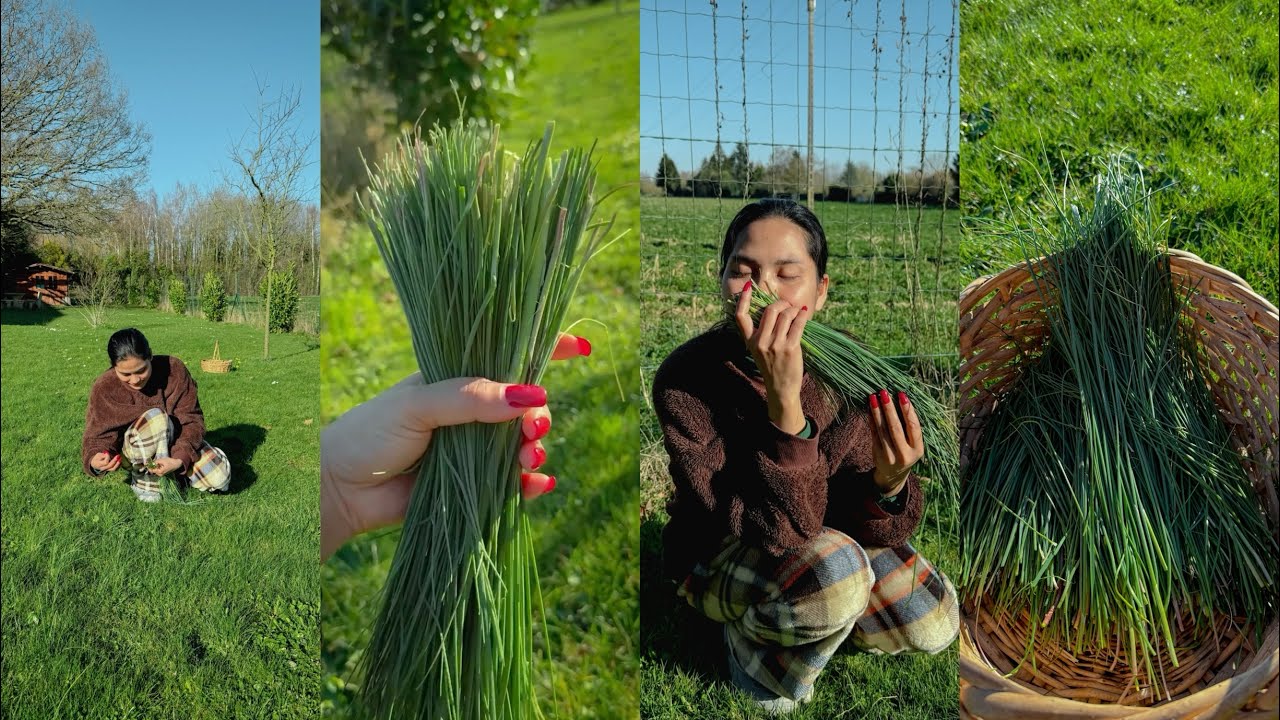 ដកស្លឹកខ្ទឹមព្រៃនៅជុំវិញផ្ទះខ្ចីៗល្វក់