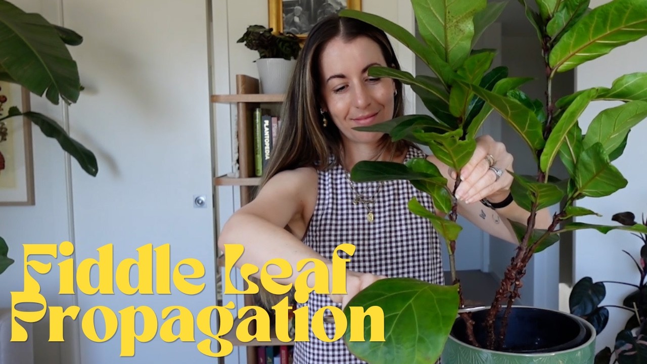 Update! Rooted Fiddle Leaf Fig Propagation Tutorial | Ficus Lyrata Bambino Propagation Results #FLF