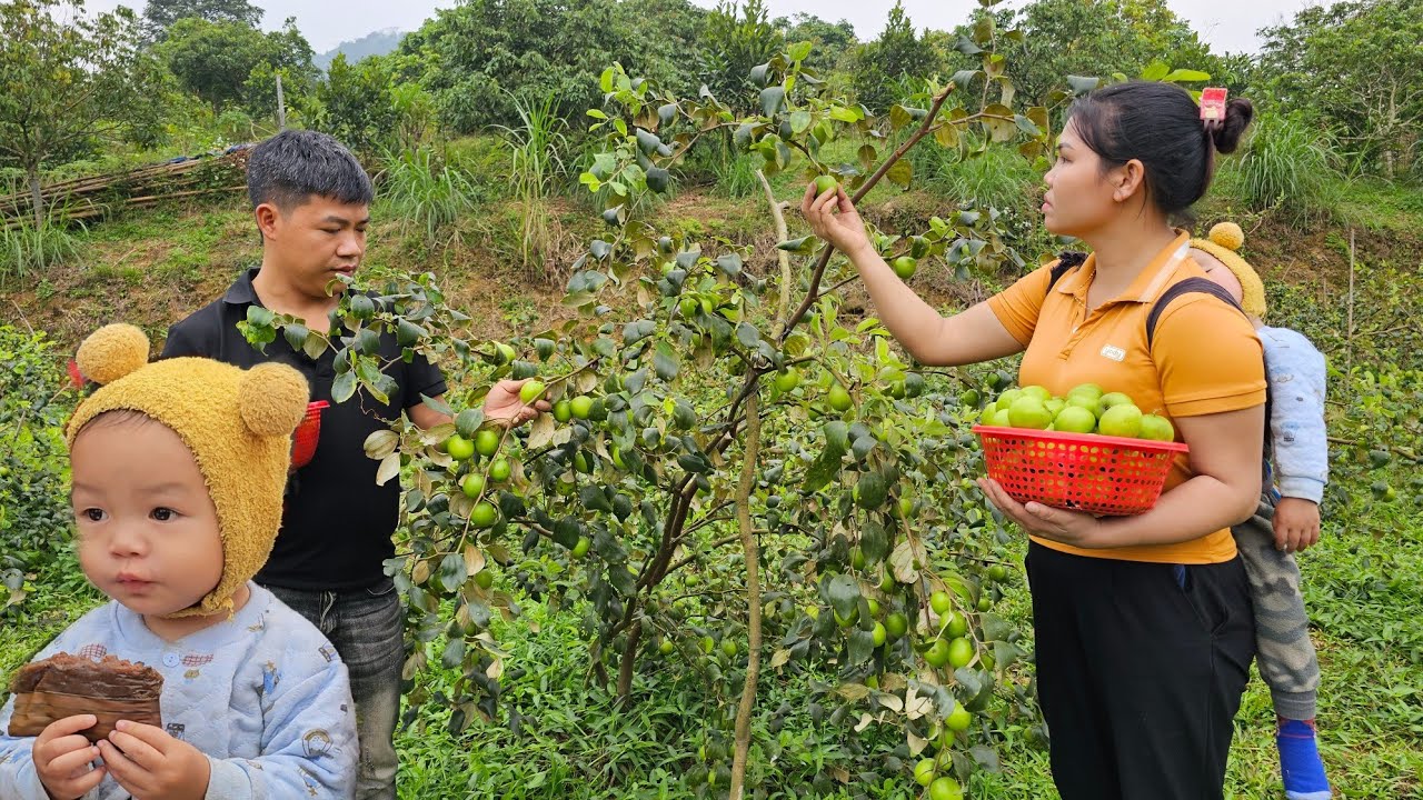 Buy harvested apples take goes to the highland market sell | Hà Tòn Chài