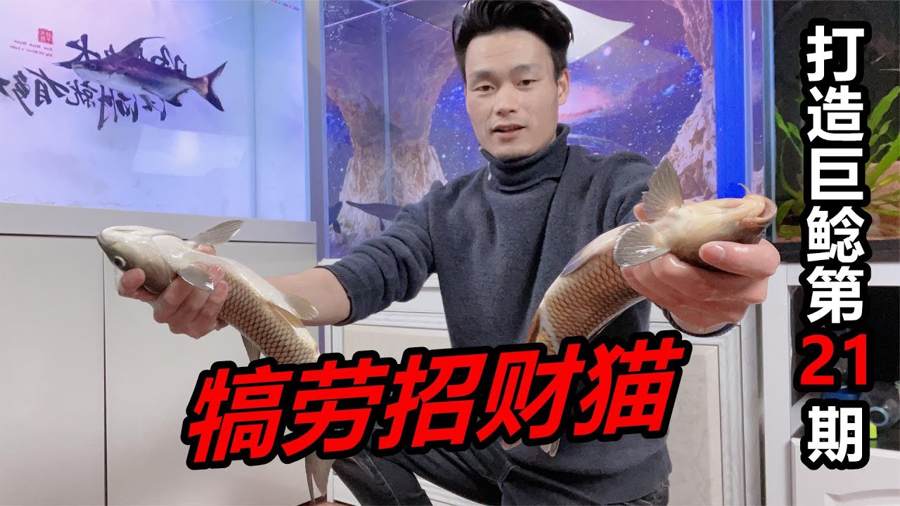 招財貓魚的傷勢已基本恢復，精神狀態也好了許多，餵食開始了