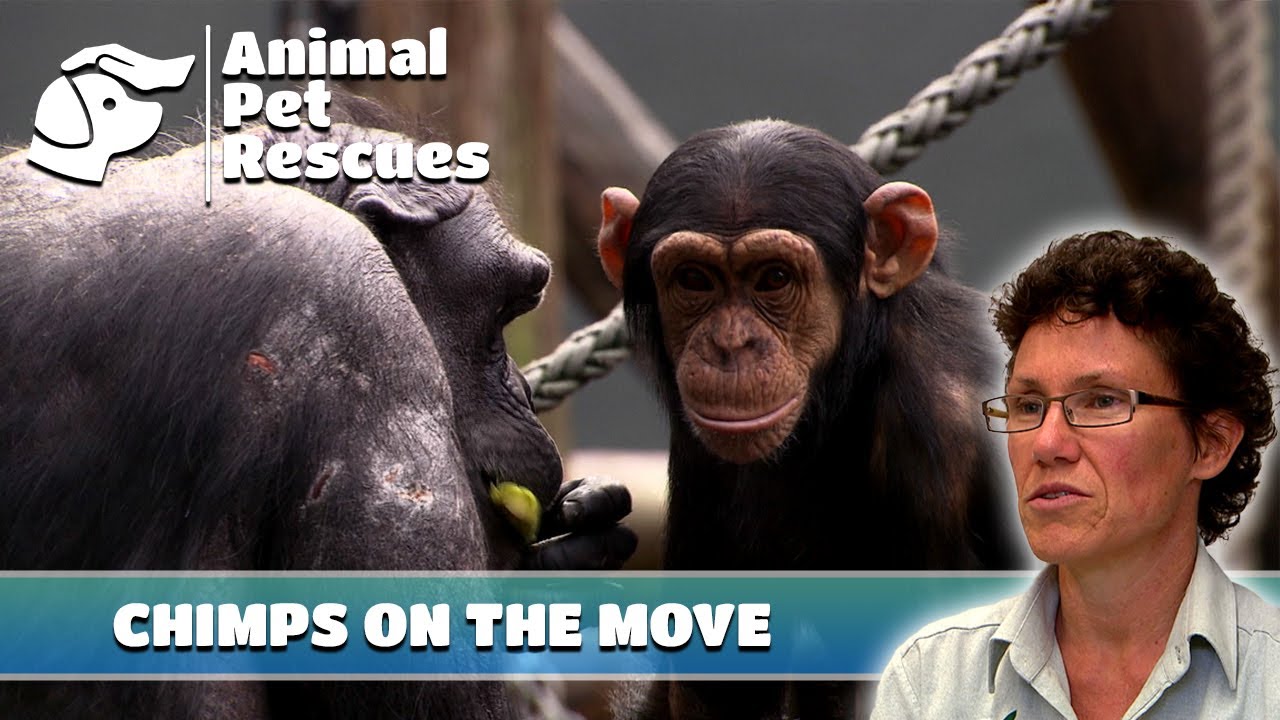 Taronga Zoo's Chimps Journey to a New Sanctuary | Full Episode | Wildlife at the Zoo Premiere