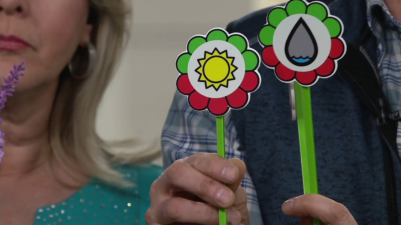 Roberta's 3-Piece Pink, White and Blue Hardy Lavender on QVC